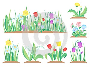 Spring garden flowers. Early flower, colorful gardens plants and flowering plant gardening flat vector illustration