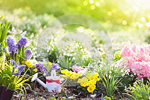 Spring garden with flowers. Gardening tools.