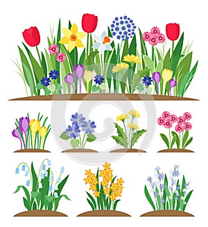 Spring garden flowers. Grass and plant. Early spring flowering vector