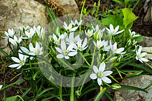 Spring garden flowers. Small bush plant star of Bethlehem or Grass Lily or nap-at-noon Latin: Ornithogalum umbellatum close-up.