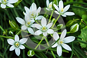 Spring garden flowers. Star of Bethlehem or Grass Lily or nap-at-noon Latin: Ornithogalum umbellatum close-up. Selective focus
