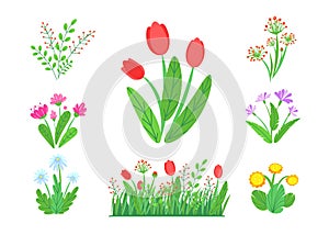 Spring garden flowers vector with blooming grass border. Simple plant bouquet illustration. Springtime nature elements