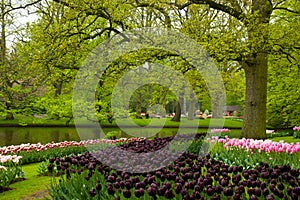 Spring garden in Keukenhof, Holland