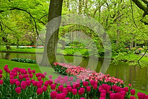 Spring garden in Keukenhof, Holland