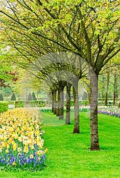 Spring garden in Keukenhof, Holland