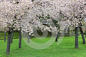 Spring garden with majestically blossoming cherry trees on a green lawn