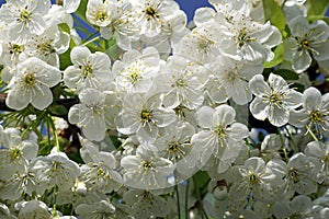 Spring in the garden. May cherry blossoms. Flowers close-up.