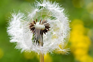 Spring garden and meadow - springtime flowers: dandelion Taraxa