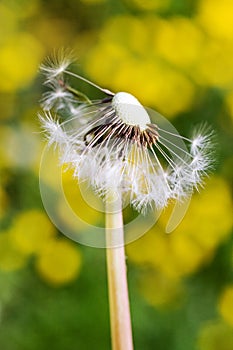 Spring garden and meadow - springtime flowers: dandelion Taraxa