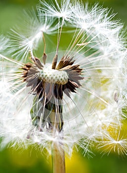 Spring garden and meadow - springtime flowers: dandelion Taraxa