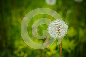 Spring garden and meadow - springtime flowers: dandelion Taraxacum officinale - white dandelions seed agains the fresh