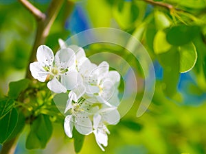 Spring, garden and pear leaf flowers or branch, green trees and beauty of Chinese floral, plants or natural growth