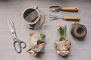 spring garden preparations. Hyacinth flowers and vintage tools on table, top view.