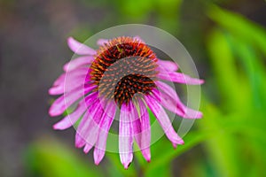 Spring garden after rain. Beautiful blooming colorful flowers. There are drops of water on the leaves