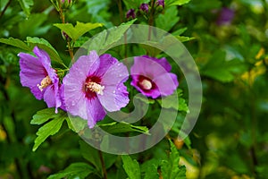 Spring garden after rain. Beautiful blooming colorful flowers. There are drops of water on the leaves