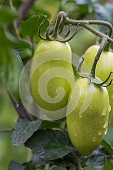 Spring garden after rain. Beautiful blooming colorful flowers. There are drops of water on the leaves