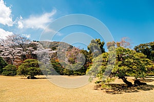 Spring garden scenery at Ise Grand Shrine Naiku in Mie, Japan