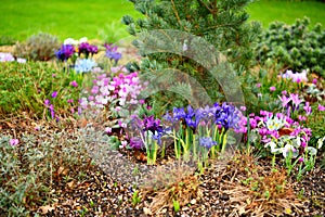 Spring in the garden, UK Newmarket