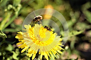 Sunshine yellow dandelion or the mother and stepmother of the spring are pollinated by insects