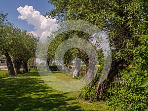 Spring garden with the willows