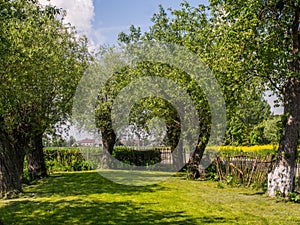 Spring garden with the willows