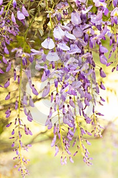 Spring Garden Wisteria In Bloom Vertical