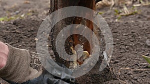 Spring garden work, apple tree treatment. Smearing curative composition on a trunk . 4K