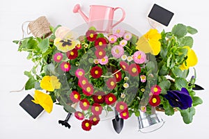 Spring Garden Works Concept. Gardening tools, flowers in pots and watering can on white table. flat lay
