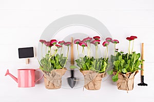 Spring Garden Works Concept. Gardening tools, flowers in pots and watering can on white table.flat lay