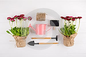 Spring Garden Works Concept. Gardening tools, flowers in pots and watering can on white table. top view,