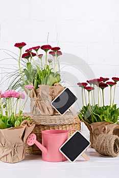 Spring Garden Works Concept. Gardening tools, flowers in pots and watering can on white wooden  table