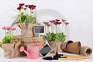 Spring Garden Works Concept. Gardening tools, flowers in pots and watering can on white wooden  table