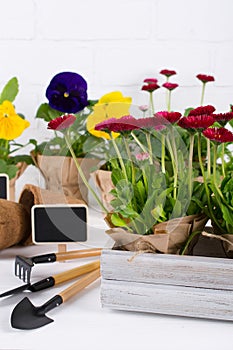 Spring Garden Works Concept. Gardening tools, flowers in pots and watering can on white wooden  table