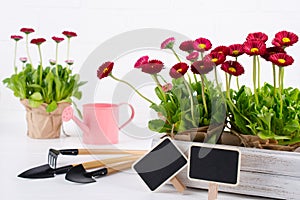 Spring Garden Works Concept. Gardening tools, flowers in pots and watering can on white wooden table