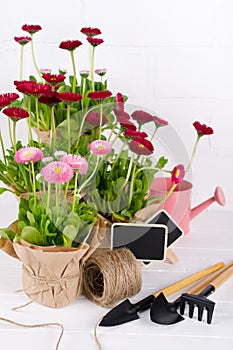 Spring Garden Works Concept. Gardening tools, flowers in pots and watering can on white wooden  table