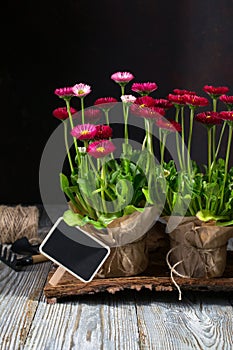 Spring Garden Works Concept. Gardening tools, flowers in pots and watering can on wooden table