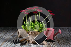 Spring Garden Works Concept. Gardening tools, flowers in pots and watering can on wooden table