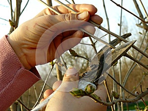 Spring gardening