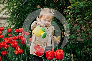 Spring Gardening Activities for Kids. Cute toddler little girl in raincoat watering red tulips flowers in the spring