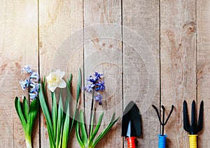 Spring gardening background with hyacinth flower bulbs, hand shovel and rake on wooden table background