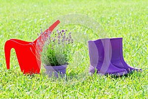 Spring gardening background with red watering can, purple rubber rain boots and lavender flower pot on the grass