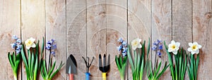 Spring gardening banner with hyacinth and daffodil flower bulbs, hand shovel and rake on wooden table background