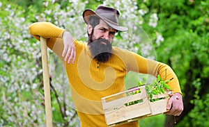 Spring Gardening. Bearded gardener in hat with gardening tools. Work in garden. Farm.