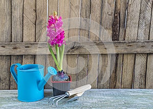 Spring gardening composition with purple hyacinth flower