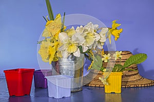 Spring gardening concept: bouquet of white and yellow daffodils, primerose, flower pots and vintage straw hat on bright blue