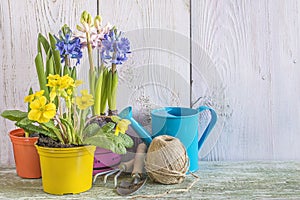 Spring gardening concept: Spring flowers for plantation and gardening tools on whte paint wooden background with copy space