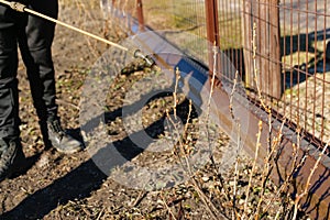 Spring gardening. Fumigating pesti, pest control. Defocus farmer man spraying tree with manual pesticide sprayer against