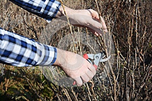 Spring Gardening. Gardener cutting blackcurrant bush with bypass secateurs in early spring.