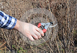 Spring Gardening. Gardener cutting fruit bush with bypass secateurs