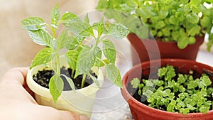 Spring gardening motion concept. Fresh pepper in pot on the windowsill. Seedling in the pots, hank of rope, gardening tools